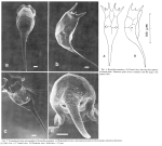 Keratella armadura - Original description image
