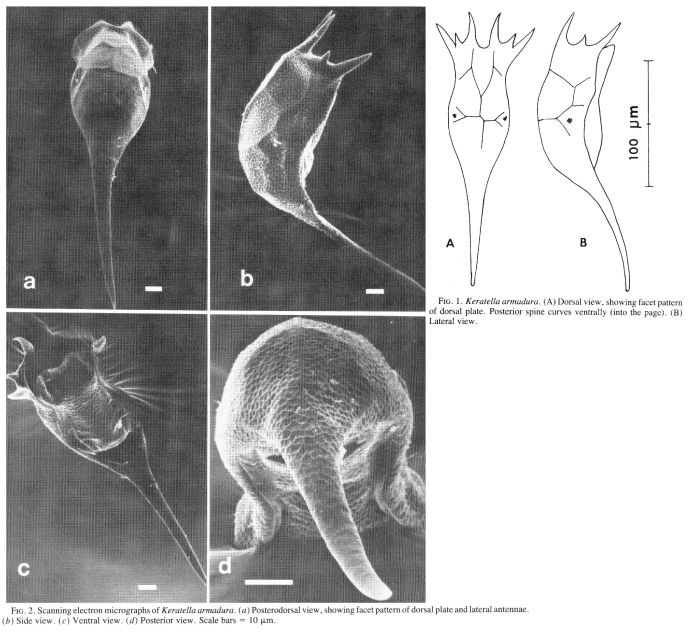 Keratella armadura - Original description image