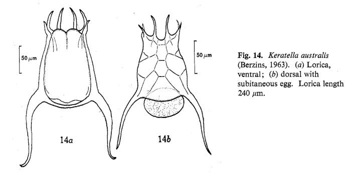 Keratella australis Keratella australis