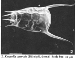 Keratella australis