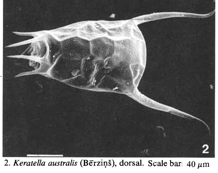 Keratella australis Keratella australis
