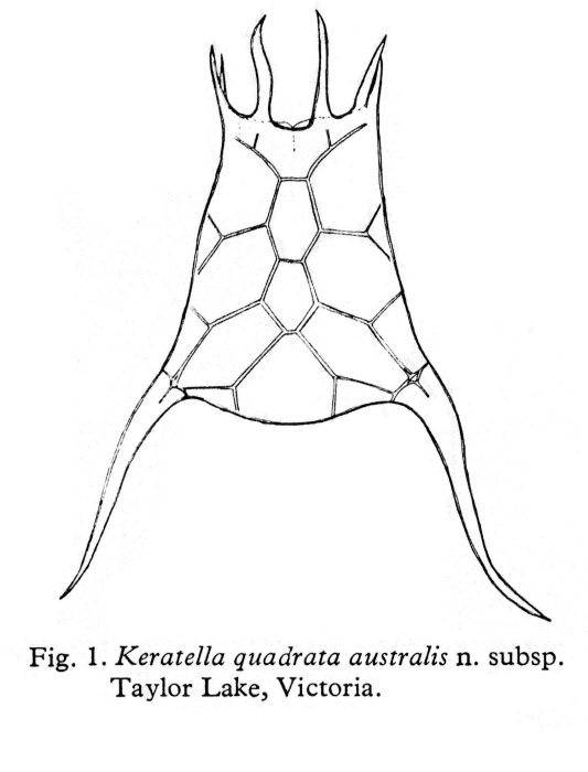 Keratella australis Keratella australis