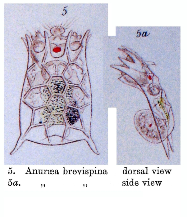 Keratella brevispina Keratella brevispina