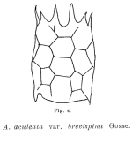 Keratella brevispina