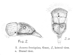 Keratella brevispina