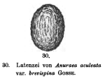 Keratella brevispina