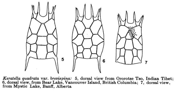 Keratella brevispina Keratella brevispina