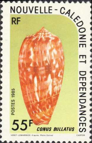 Conus bullatus