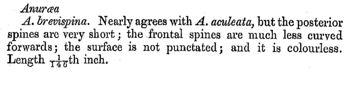 Keratella brevispina - Original description image