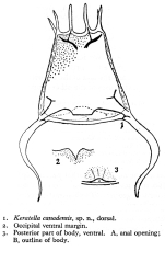 Keratella canadensis - Original description image