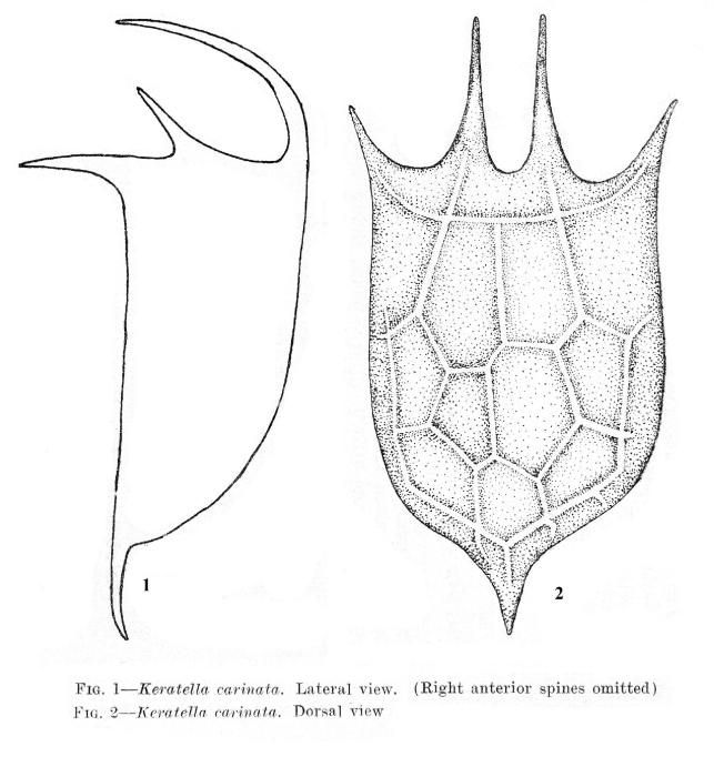Keratella carinata - Original description image