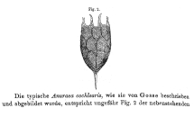 Keratella cochlearis
