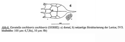 Keratella cochlearis