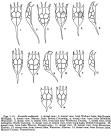 Keratella cochlearis