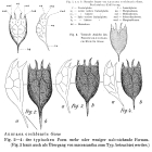 Keratella cochlearis
