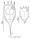 Keratella cochlearis