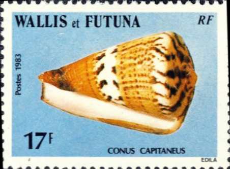 Conus capitaneus Conus capitaneus