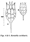 Keratella cochlearis