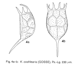 Keratella cochlearis
