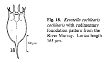 Keratella cochlearis