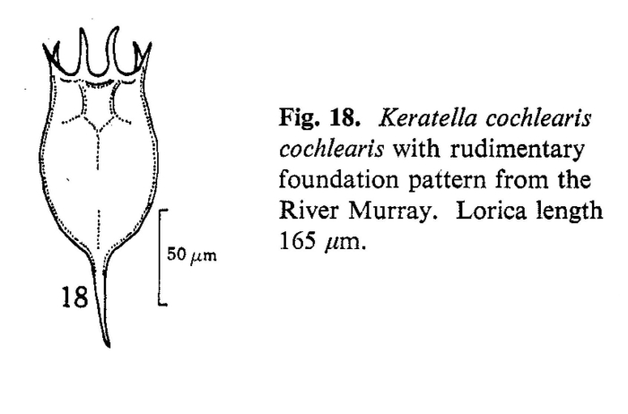 Keratella cochlearis Keratella cochlearis