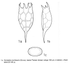 Keratella cochlearis