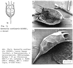 Keratella cochlearis