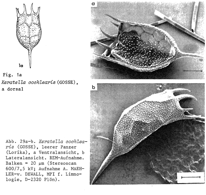 Keratella cochlearis Keratella cochlearis