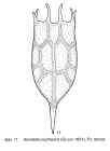 Keratella cochlearis
