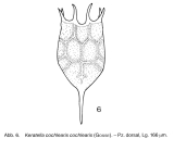 Keratella cochlearis
