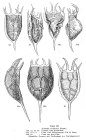 Keratella cochlearis