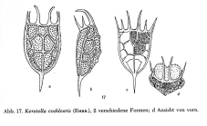 Keratella cochlearis