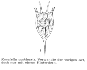 Keratella cochlearis