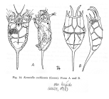 Keratella cochlearis