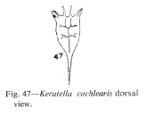 Keratella cochlearis
