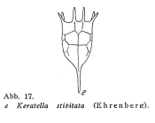 Keratella cochlearis