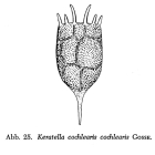Keratella cochlearis