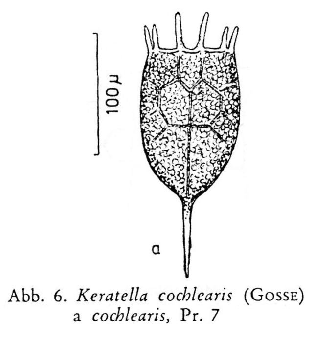 Keratella cochlearis