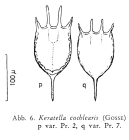 Keratella cochlearis