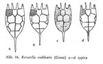 Keratella cochlearis
