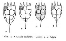 Keratella cochlearis