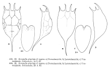 Keratella cochlearis