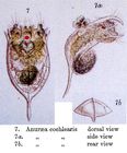 Keratella cochlearis