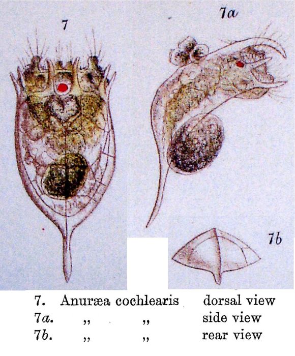 Keratella cochlearis Keratella cochlearis
