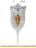 Keratella cochlearis