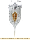Keratella cochlearis