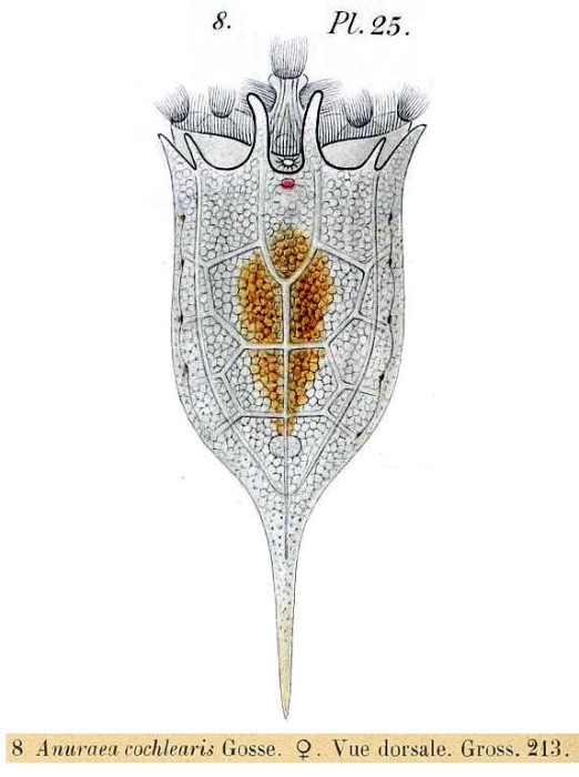Keratella cochlearis Keratella cochlearis