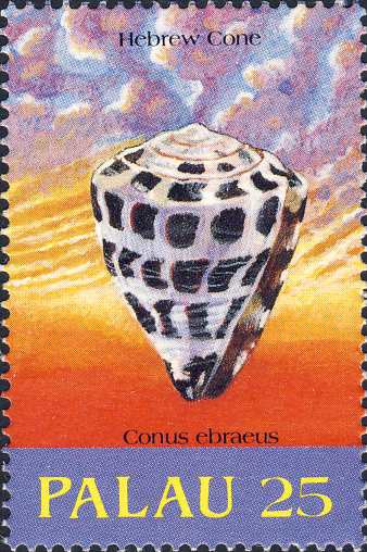 Conus ebraeus Conus ebraeus