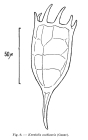 Keratella cochlearis