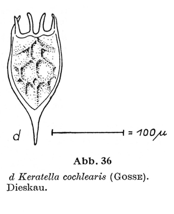 Keratella cochlearis Keratella cochlearis